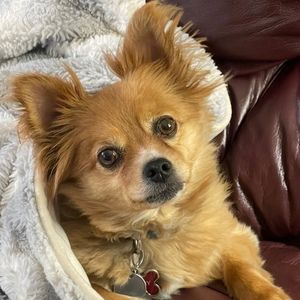 Meet your Posher, Starr